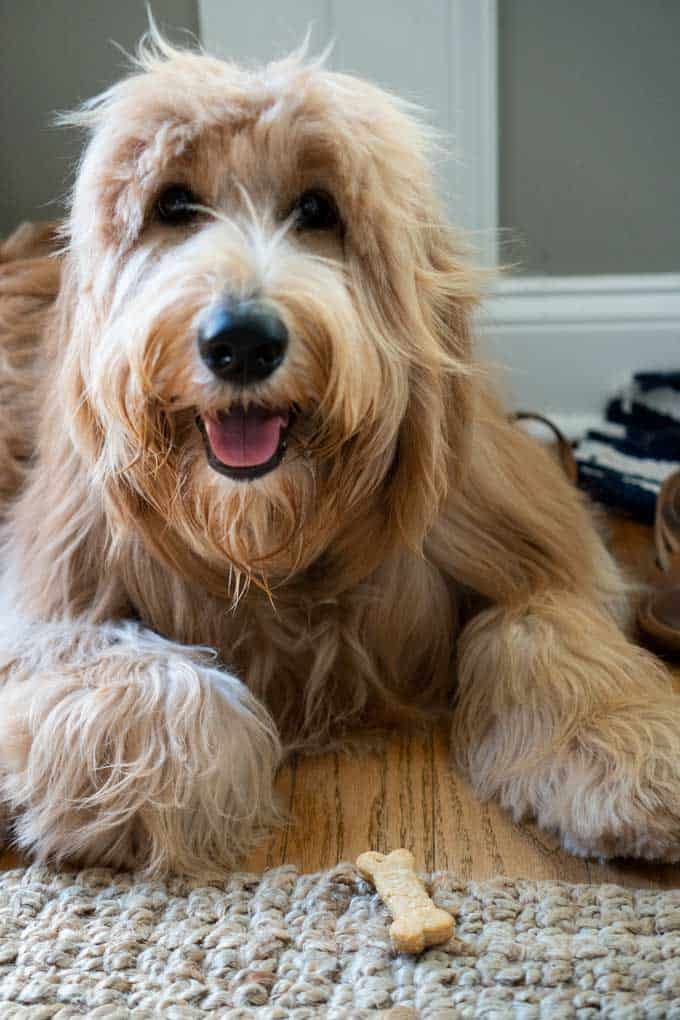 A Golden Doodle laying on a wood floor
