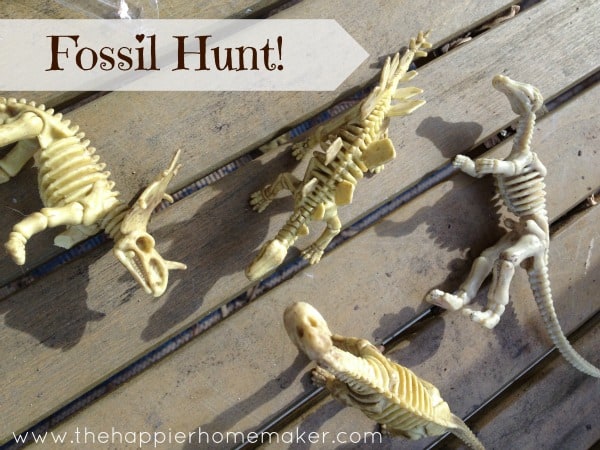 fossil hunt