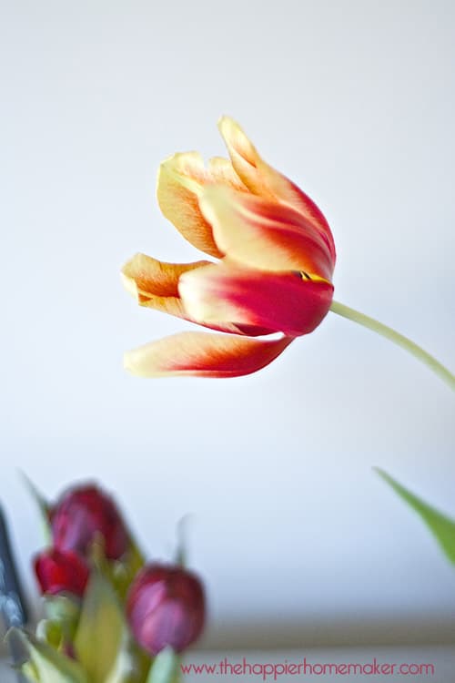 tulips in a vase