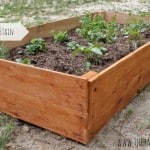 DIY raised cedar garden beds