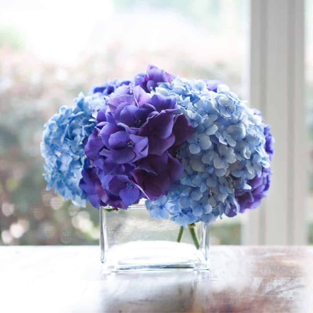 A close up of a glass vase with purple and blue hydrangea flowers