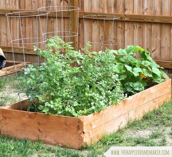 raised garden bed with tomato cages and plants