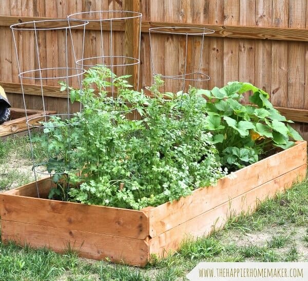 raised garden bed