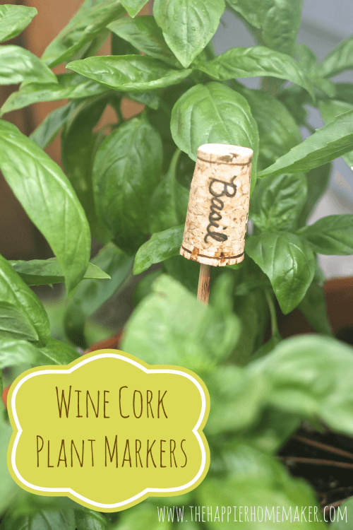 A DIY wine cork plant marker titled "Basil" 