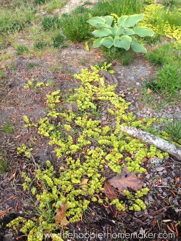 hosta and creeping jenny