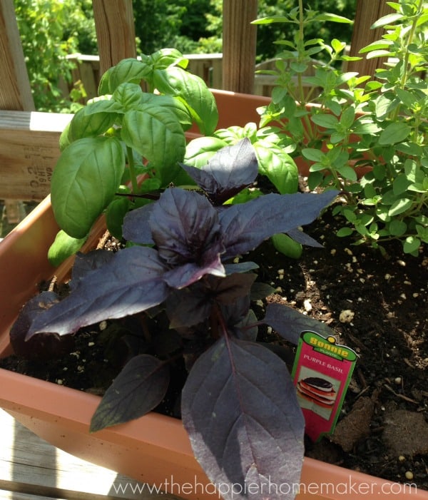 planter with basil