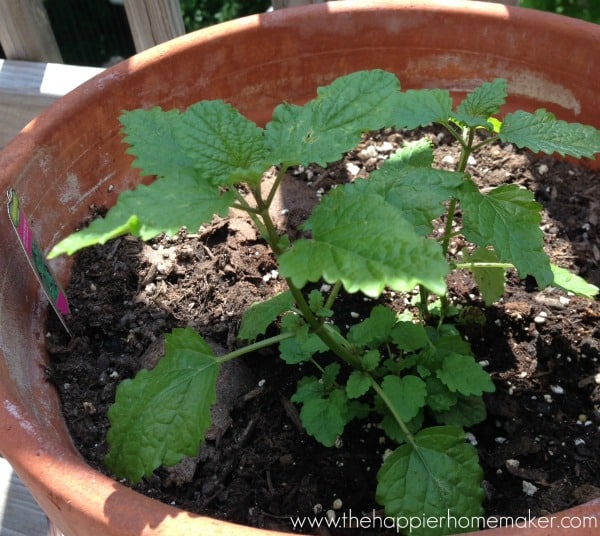 lemon balm