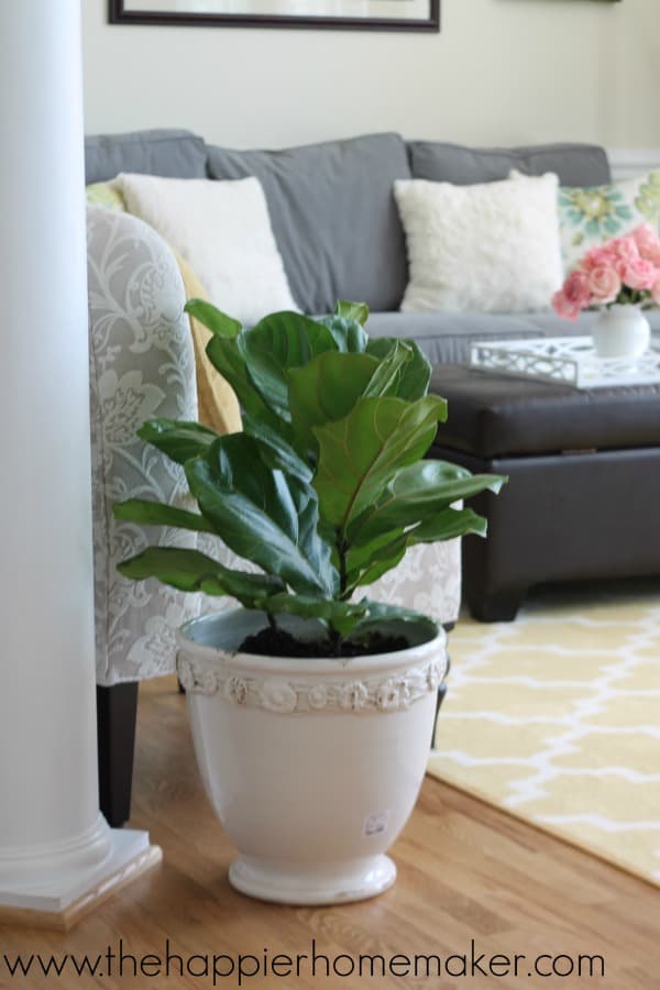 fiddle leaf fig summer home tour