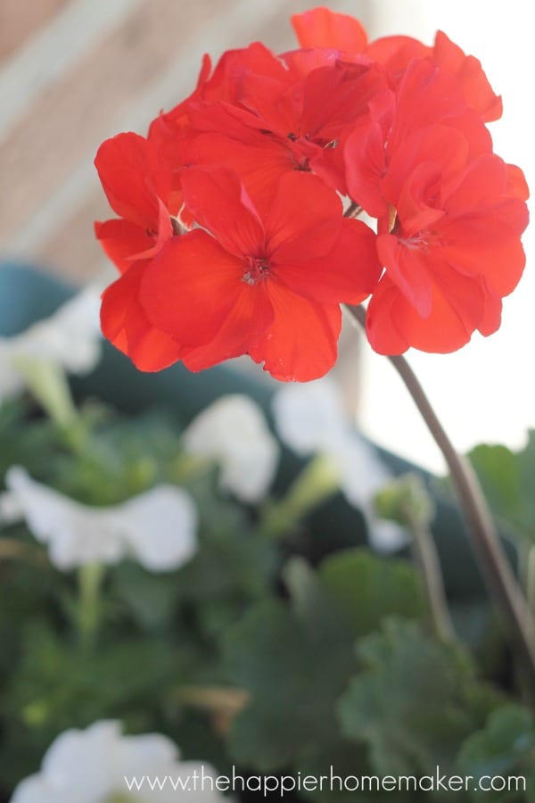 flower front porch