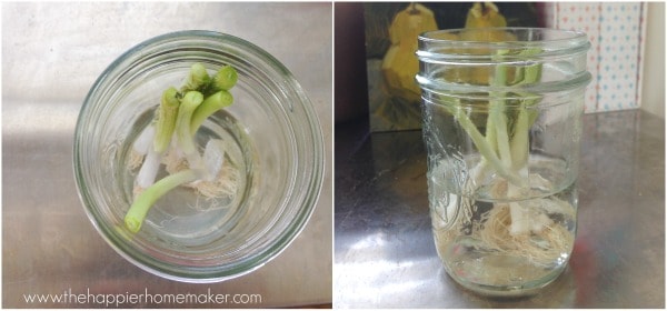 how to regrow green onions