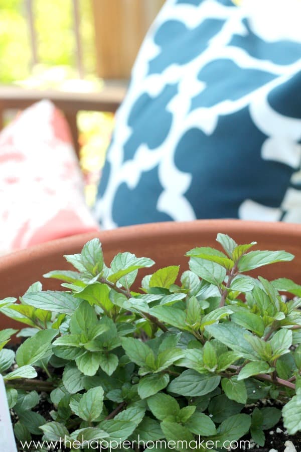 mint on balcony