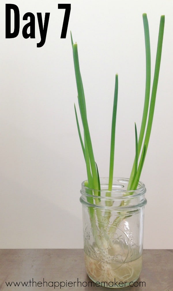 A mason jar vase growing green onions