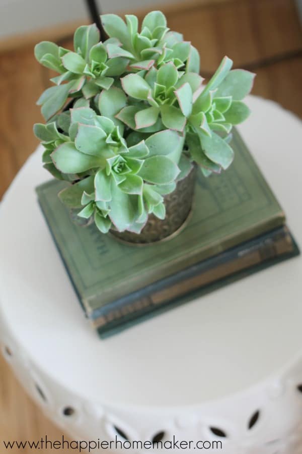 succulent close up summer home tour