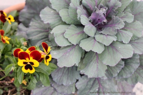 front porch plants