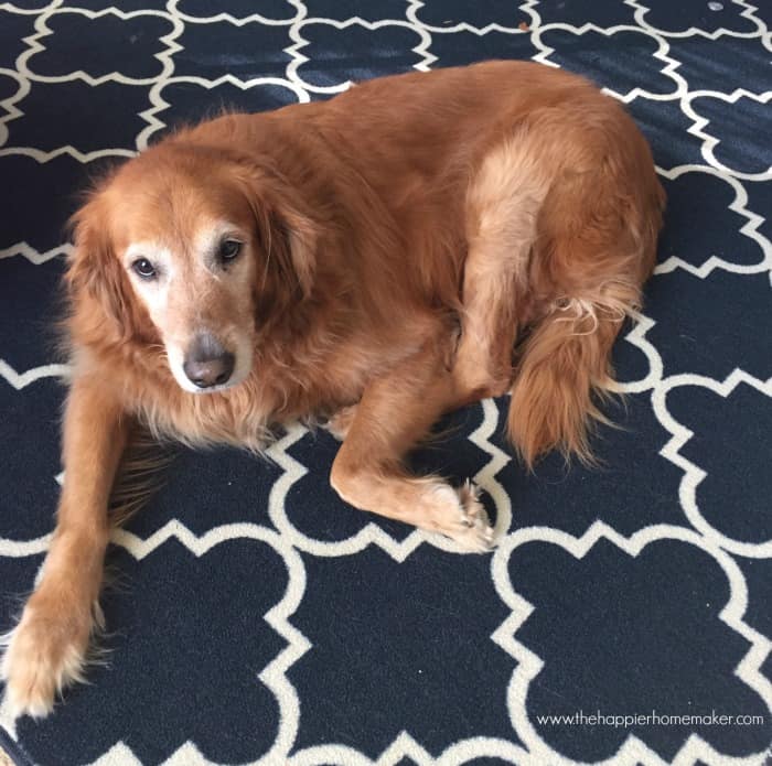 dog on the carpet