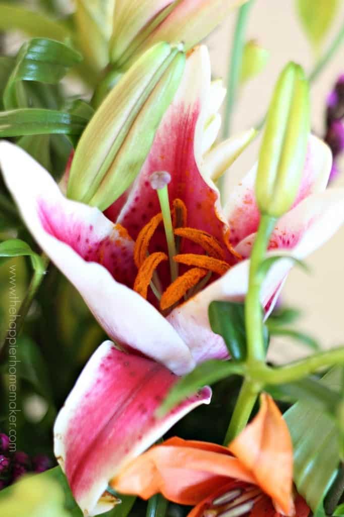 A close up of a pink lily