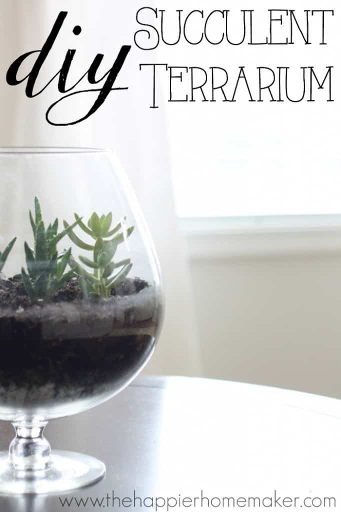 diy succulent terrarium