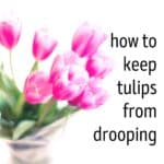 Pink tulips in a glass vase with the words "how to keep tulips from drooping" next to it