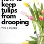 tulips in vase with text how to keep tulips from drooping