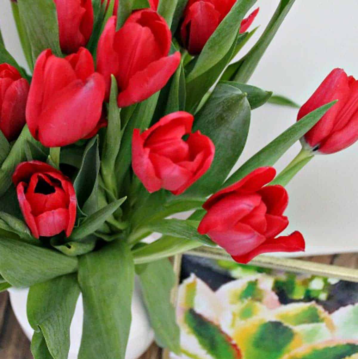 close up of red tulips