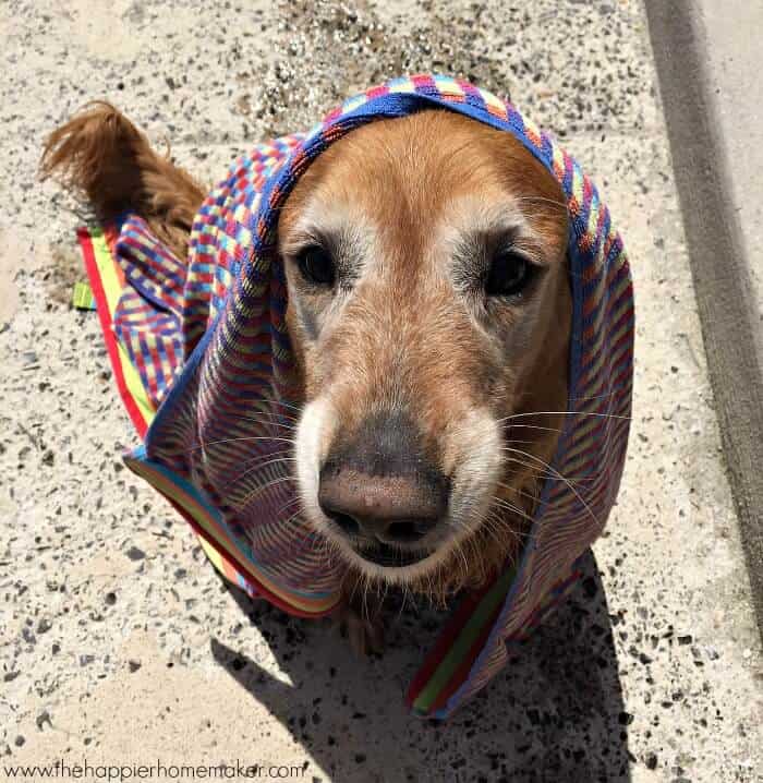 homemade dog shampoo the happier homemaker