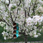 DIY tin can bird feeders on a white flowering tree