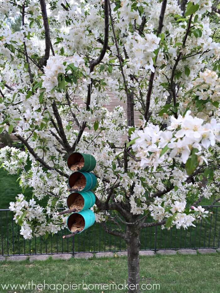 DIY tin can bird feeders on a white flowering tree