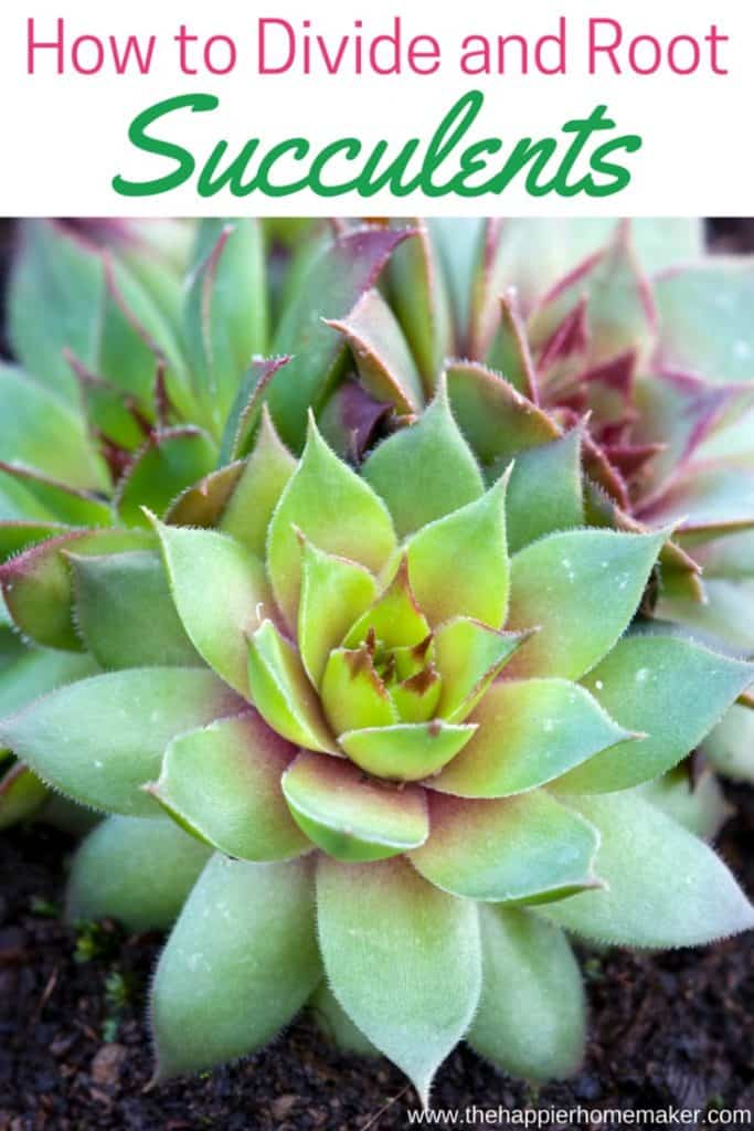 How to Divide and Root Succulents
