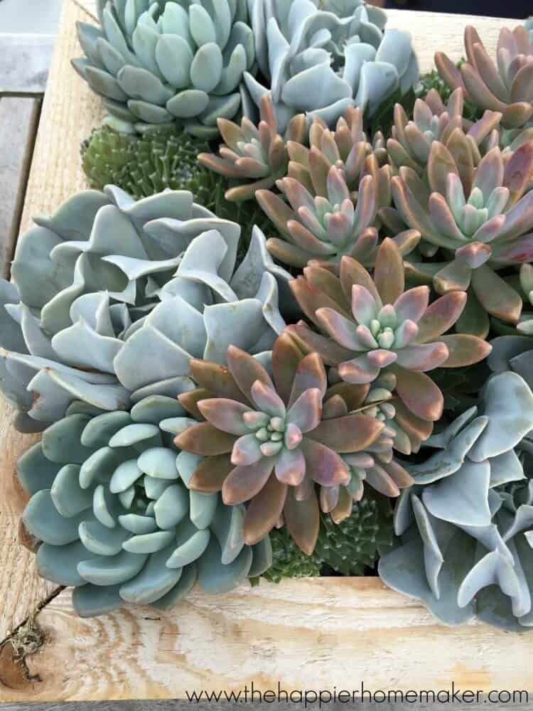 A close up of succulent plants