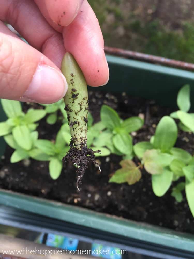 rooting succulent plantings