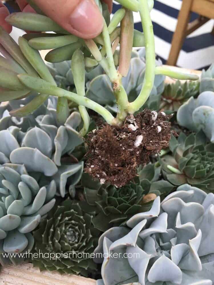 thinning succulents