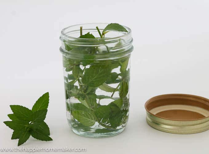 homemade peppermint extract