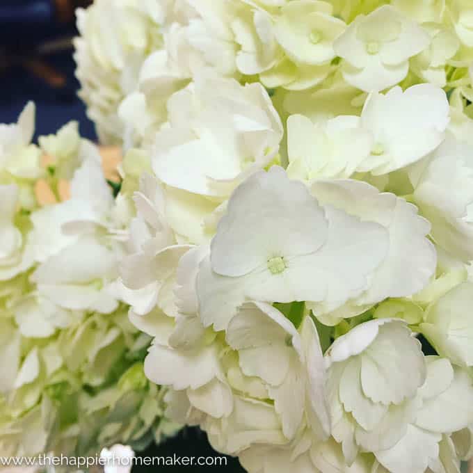 A close up of hydrangea flowers