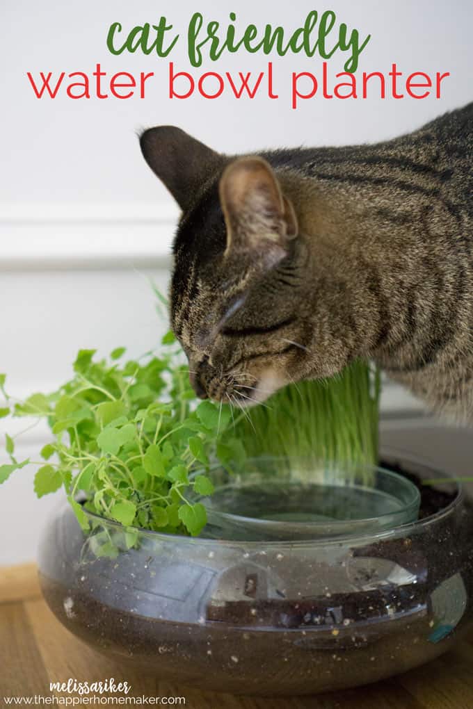 A cat smelling plants in a cat friendly DIY planter