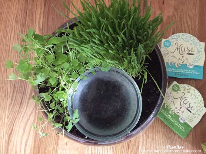 A close up of plants in a cat friendly DIY planter and water bowl