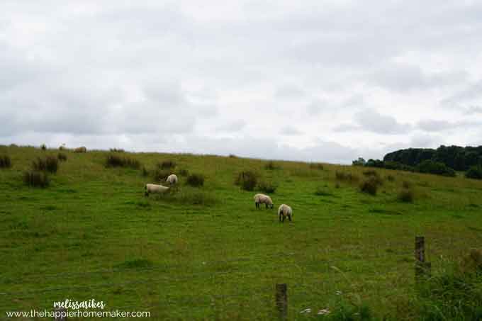 sheep-in-England