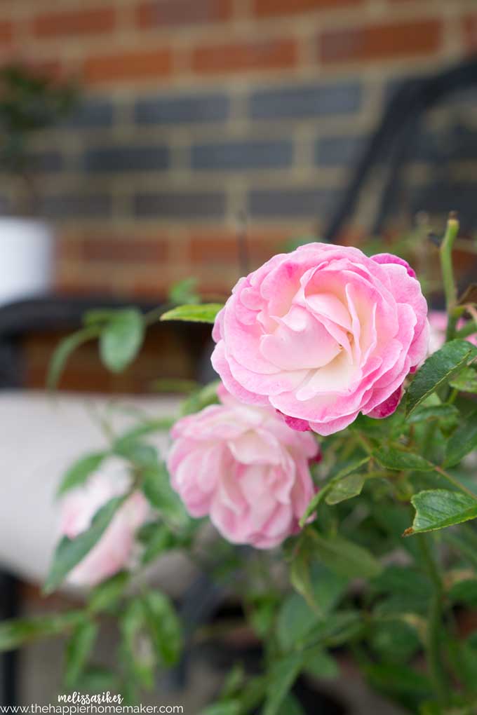 A close up of a pink and white flower