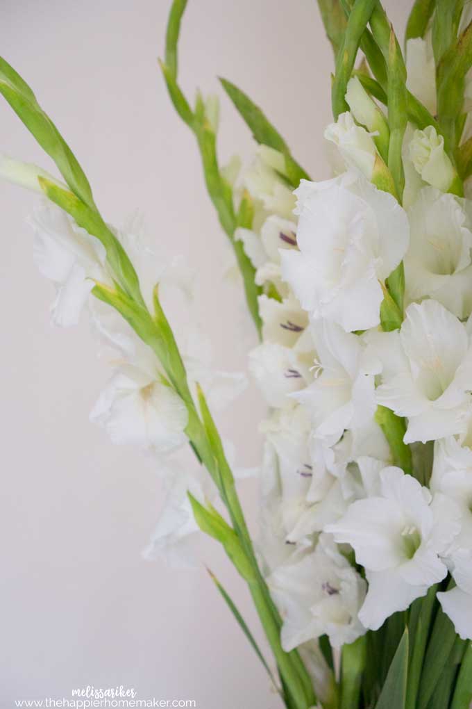 A close up of gladiola flowers