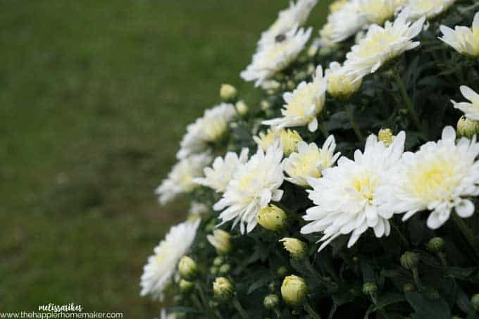 A close up of white flowers