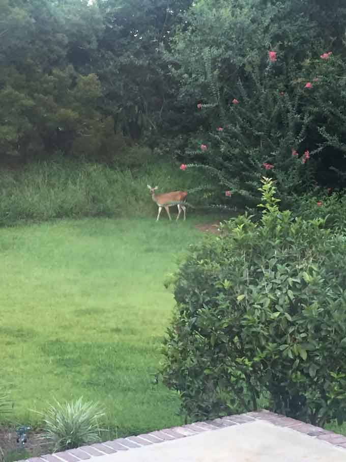 A deer in bakyard