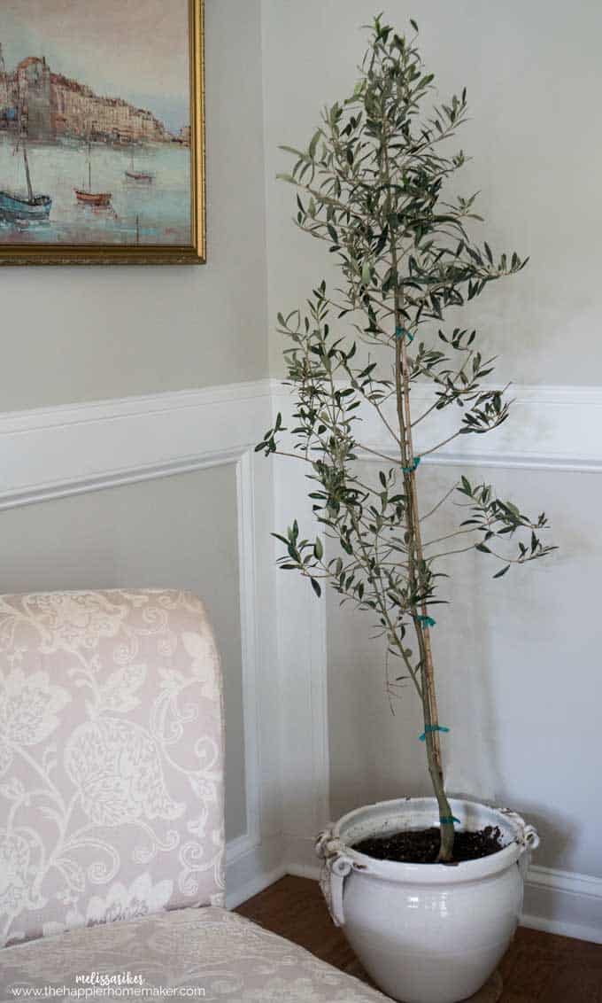 An olive tree as interior decor next to a chair