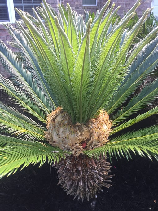 sago palm tree close up