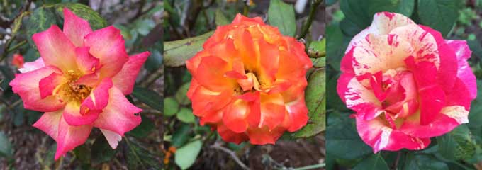 beautiful varieties of roses in the front yard.