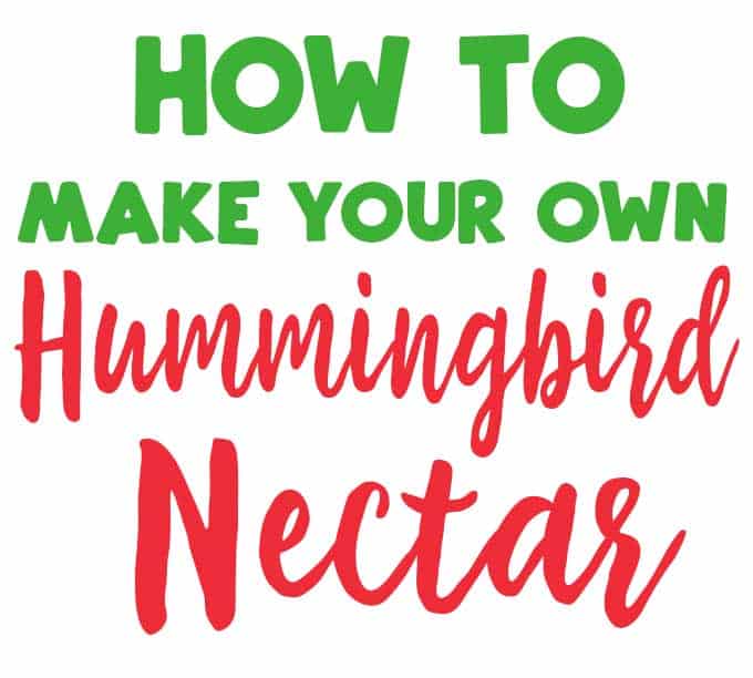 easy homemade hummingbird nectar