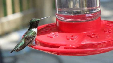 Homemade Hummingbird Nectar Recipe The Happier Homemaker