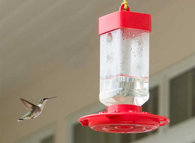 hummingbird approaching feeder