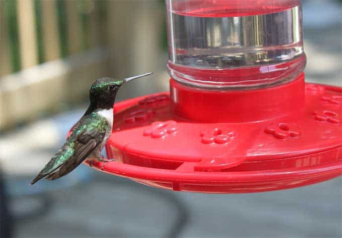 A hummingbird is sitting on a feeder