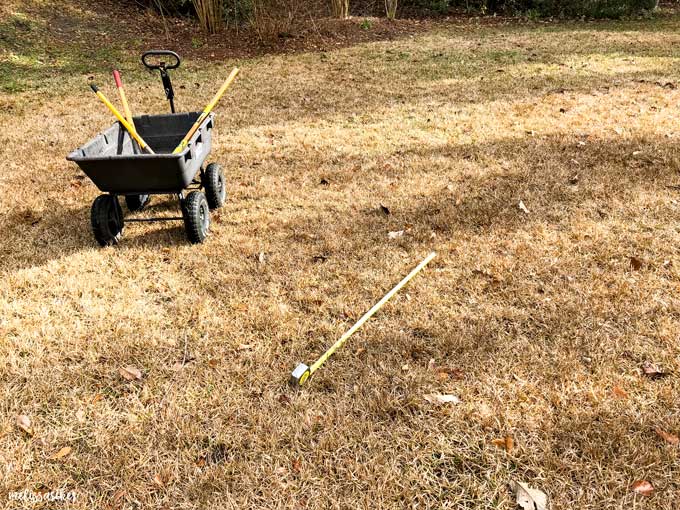 A close up of a dry grass lawn 