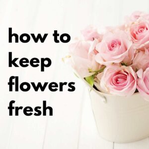 text reading how to keep flowers fresh with photo of pink roses in short white vase