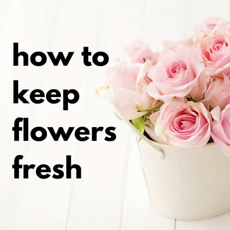 How to Keep Flowers Fresh